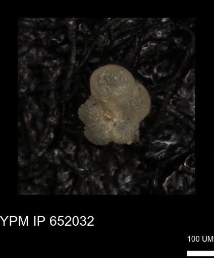 undet. Rugoglobigerinidae