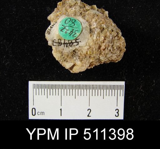 undet. Orthida