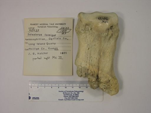 Teleoceras fossiger