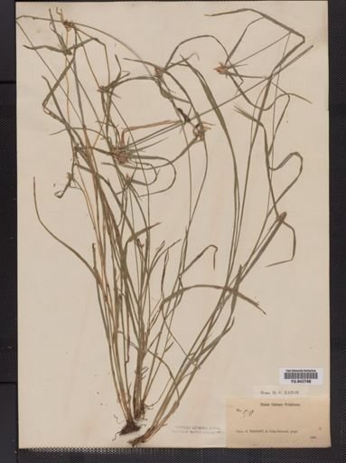 Plantae
