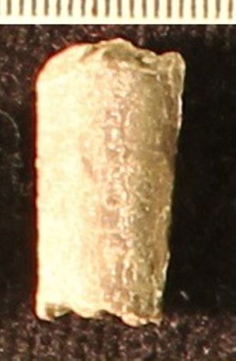 Baculites