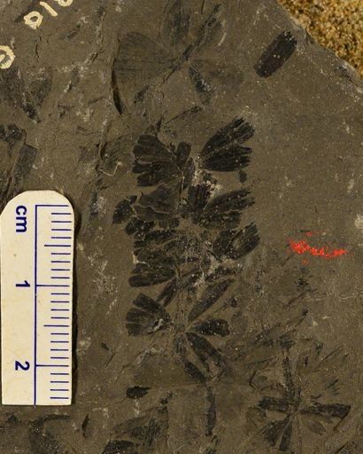 Sphenophyllum sp.