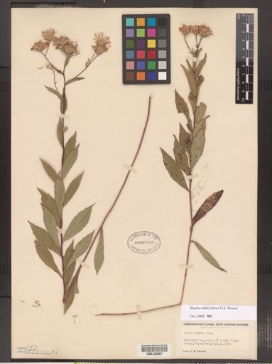 Eurybia radula