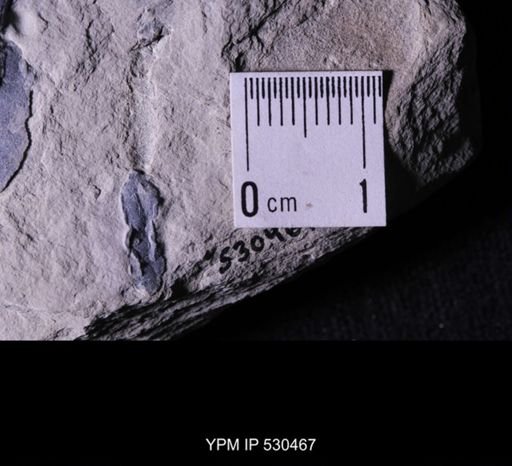 Castericystis vali