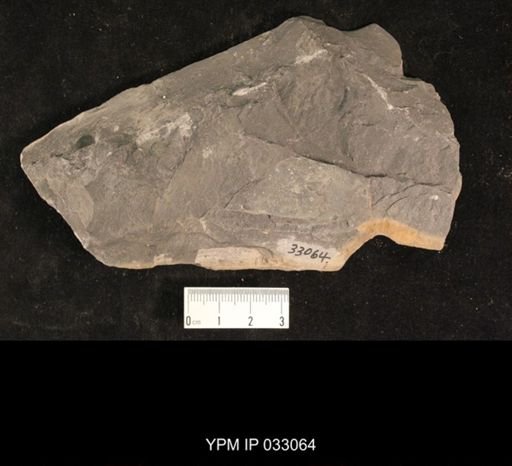 Mormolucoides articulatus