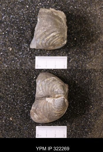 Inoceramus sp.