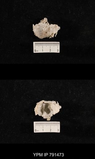 Edriosteges sp.