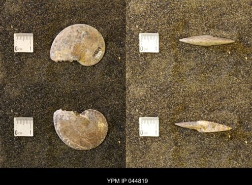 Sphenodiscus lenticularis