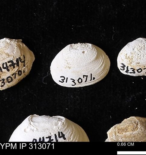 Corbicula