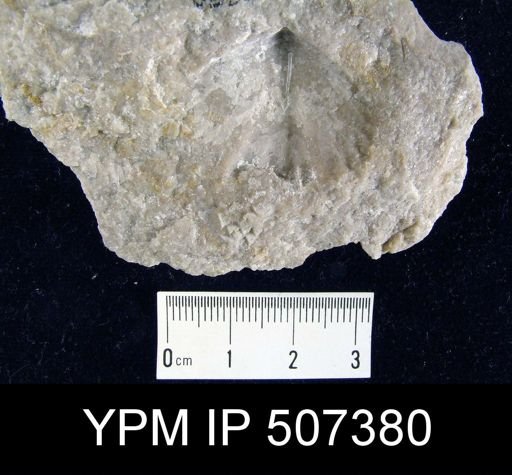 Pentamerella arata