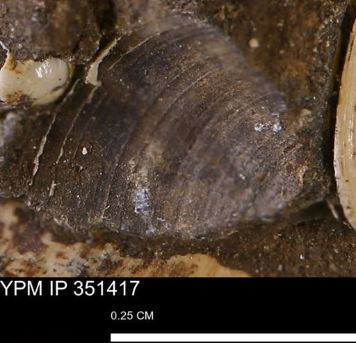 Limopsis sp.