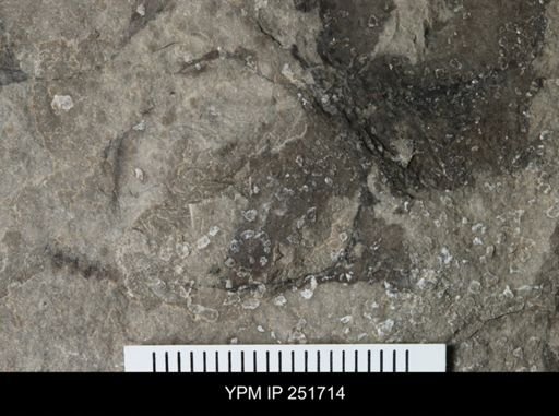 Cephalopoda?