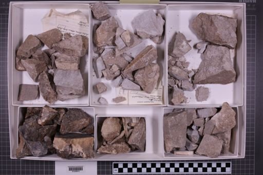 mixed taxa, stratigraphic collection