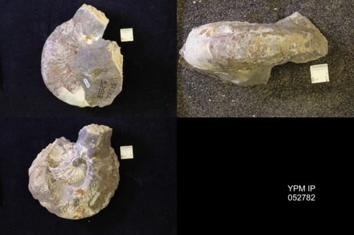 Jeletzkytes nebrascensis