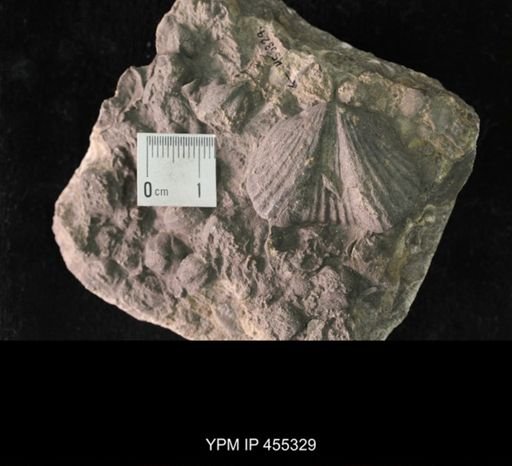 Platystrophia reversata