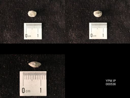 Platystrophia sp.