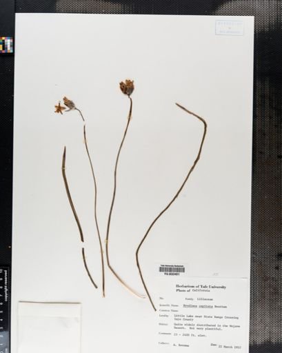 Brodiaea