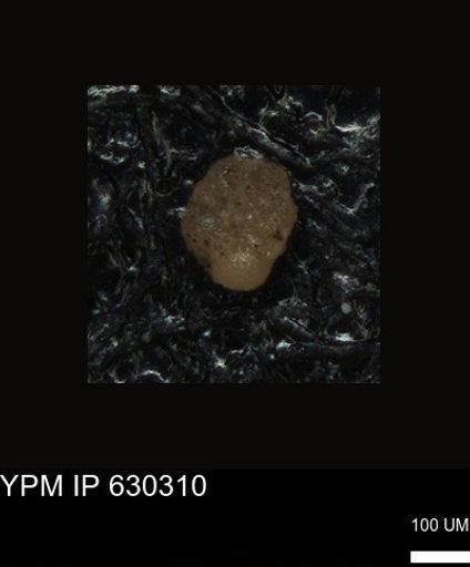 undet. Foraminiferida