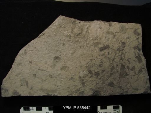 undet. Eurypterida
