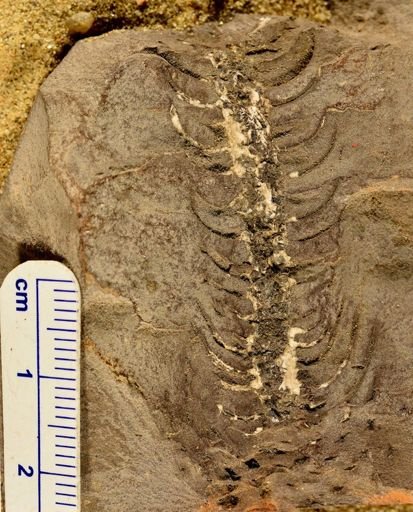 Lepidodendron