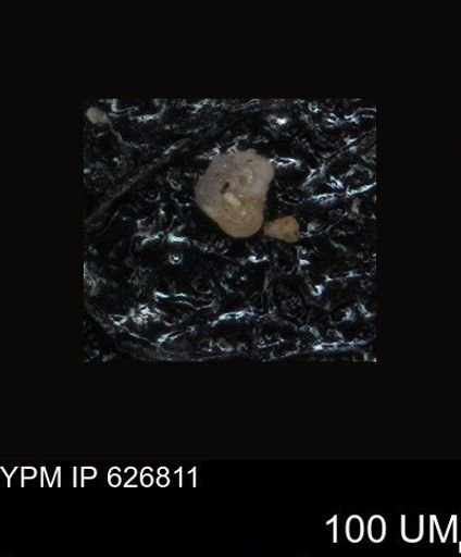 undet. Foraminiferida