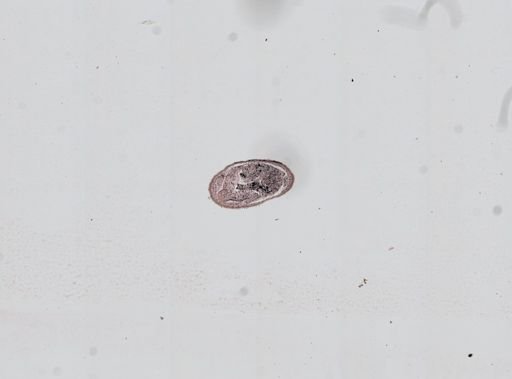 Plagiostomum whitmani