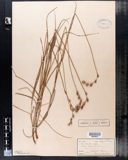 Carex silicea