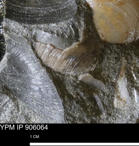 Limopsis striatopunctatus