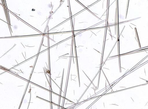 Trachyteleia hispida