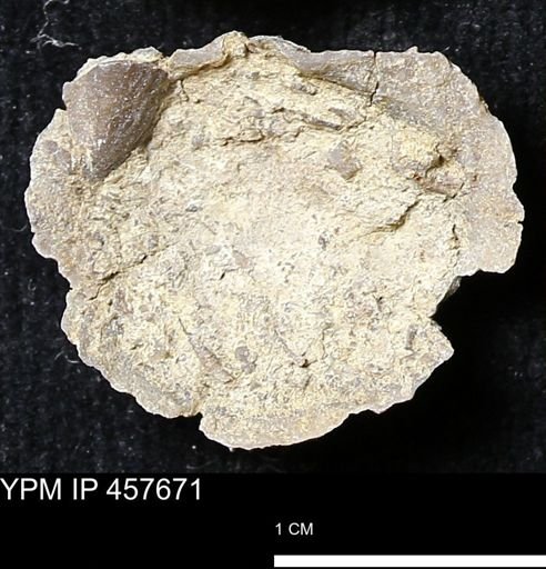 Helaspis sp.