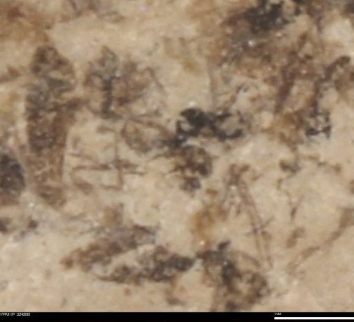 undet. Insecta