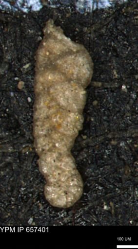 Ammobaculoides whitneyi
