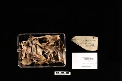 Atractosteus spatula