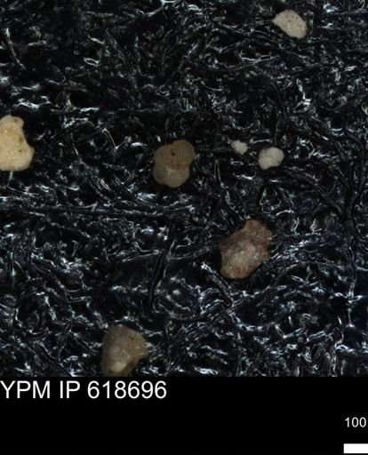 undet. Foraminiferida