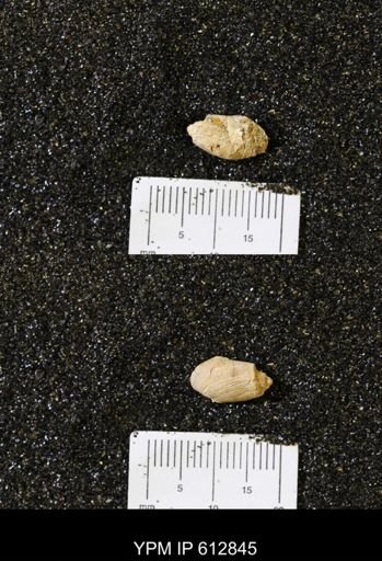 Goniocylichna sp.