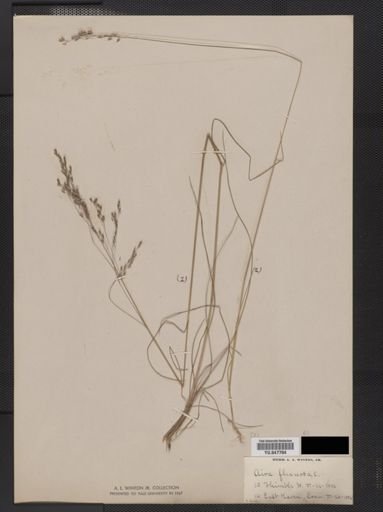Deschampsia flexuosa