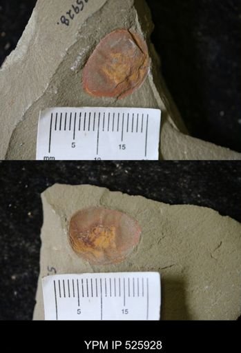 undet. Arthropoda