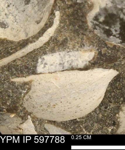 Limopsis striatopunctatus