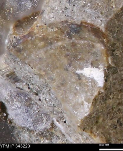 undet. Bivalvia