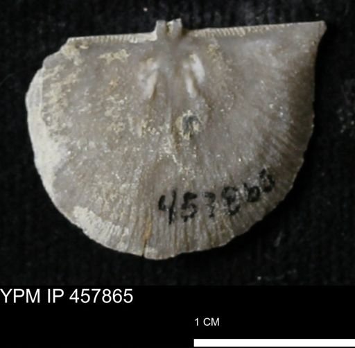 Strophodonta sp.