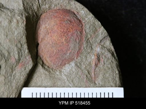 Chelicerata