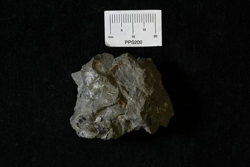 undet. Bivalvia