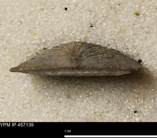 Stropheodonta sp.