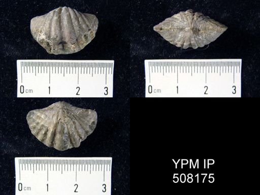 Spirifer duodenarius