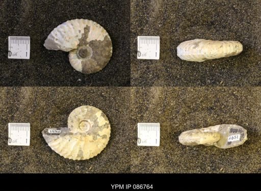 Discoscaphites conradi