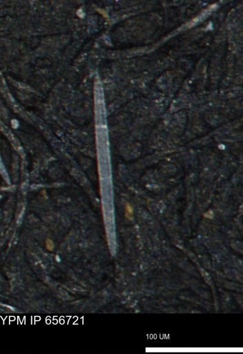 undet. Porifera
