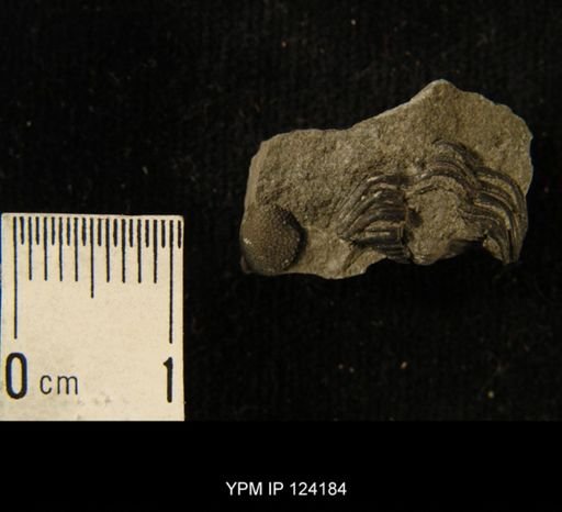 Phacops rana