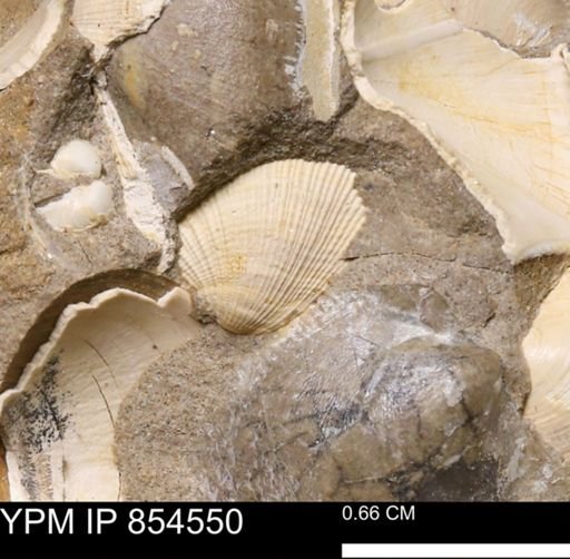 Parallelodon sp.