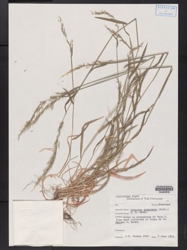 Limnodea arkansana