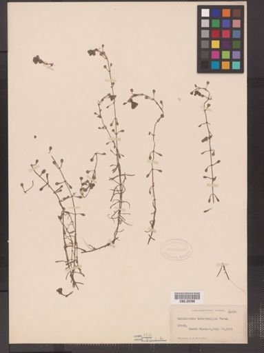 Callitriche heterophylla